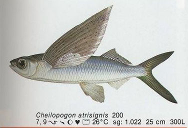 Cheilopogon atrisignis